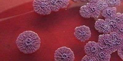Бактеріофаги впливають на темпи розповсюдження меліоїдозу